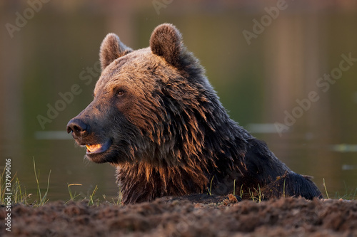 European brown bear (Ursos arctos) resting after swimming in lake, Kuhmo, Finland, July 2009 photo