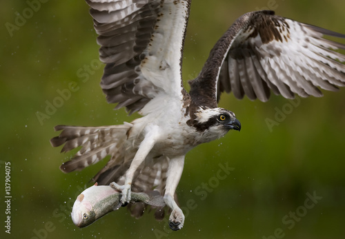 Osprey (Pandion haliaetus) in flight carrying fish, Kangasala, Finland, August 2009 photo