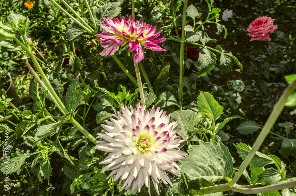 Fototapeta premium White with purple petals dahlia with bud among other flowers in garden 