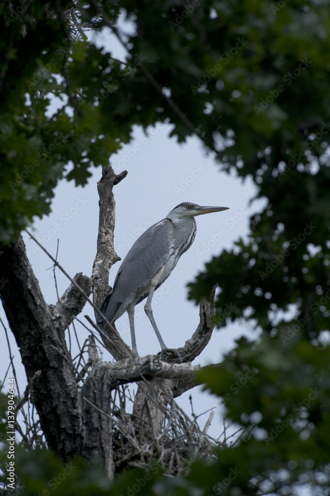 Grey heron (Ardea cinerea) in tree, Padurea Domneasca Nature Reserve, North West Moldova, June 2009 Grey heron (Ardea cinerea) in tree, Padurea Domneasca Nature Reserve, North West Moldova, June 2009