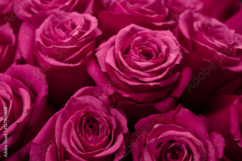 Bouquet of red colored rose flower with water drops on petals close-up as background.