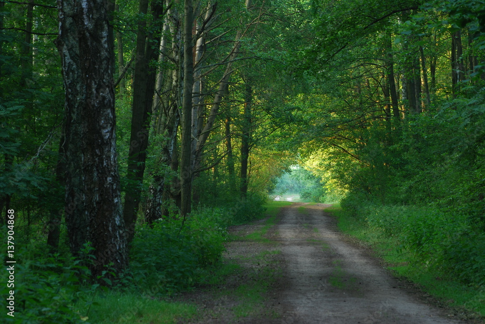 Fototapeta premium Poleski Park Narodowy, Sciezka Przyrodnicza 