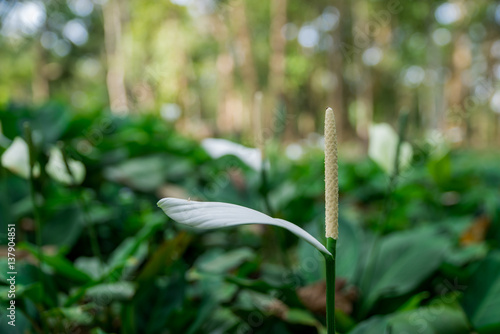 Close-up Flowers in Garden