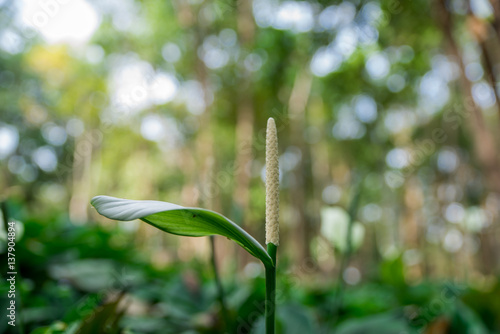 Close-up Flowers in Garden