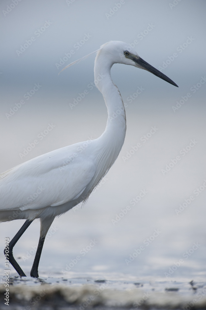 Little egret (Egretta garzetta) portrait, Lake Belau, Moldova, June 2009 Little egret (Egretta garzetta) portrait, Lake Belau, Moldova, June 2009