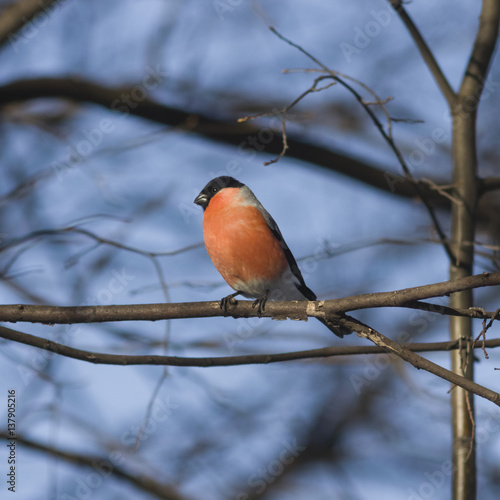 Red-colored Male of Eurasian Bullfinch, Pyrrhula pyrrhula, close-up portrait on branch with bokeh background, selective focus, shallow DOF © argenlant