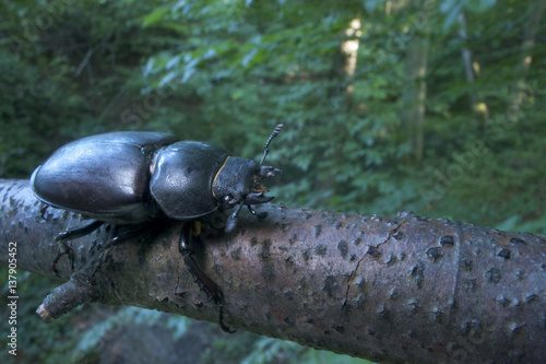 Female Stag beetle {Lucanus cervus} on a branch, Codrii Reserve, Central Moldova, June 2009 photo