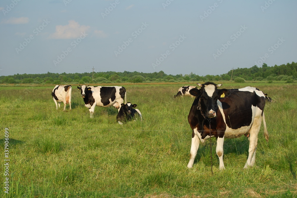 Fototapeta premium Poleski Park Narodowy,