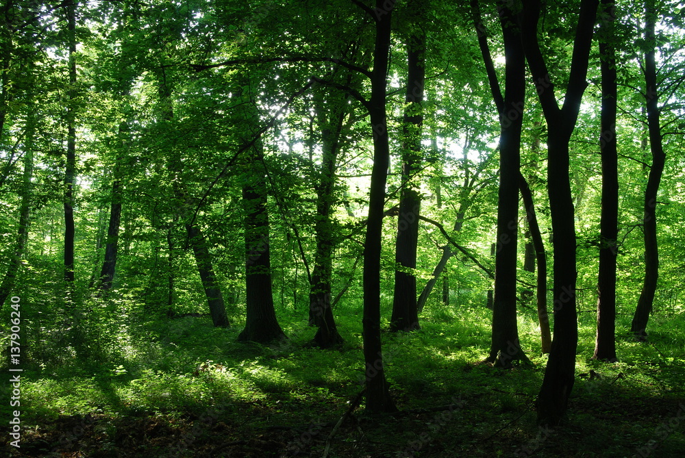 Poleski Park Narodowy.