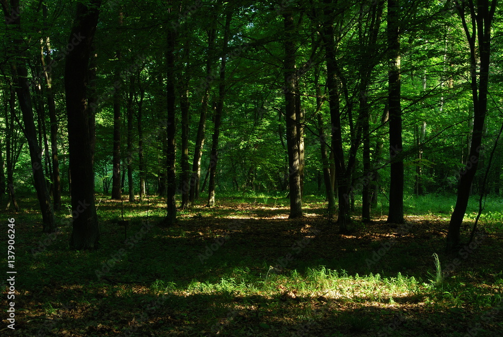 Poleski Park Narodowy. Poleski Park Narodowy.