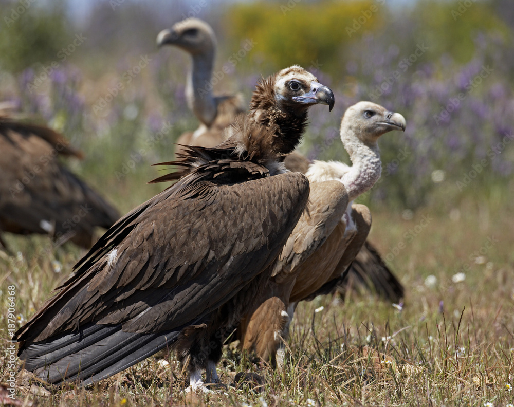 European black vulture (Aegyptus monacha) portrait with Griffon vultures (Gyps fulvus) in the background, Extremadura, Spain, April 2009 European black vulture (Aegyptus monacha) portrait with Griffon vultures (Gyps fulvus) in the background, Extremadura, Spain, April 2009