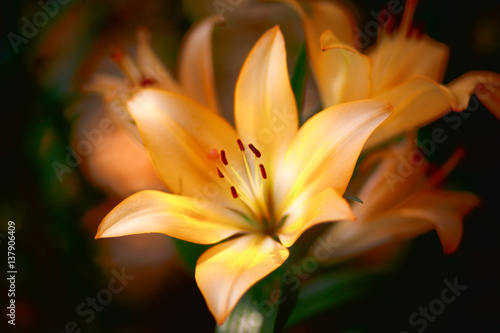 Fototapeta Naklejka Na Ścianę i Meble -  Closeup nature orange lilly flowers in the garden