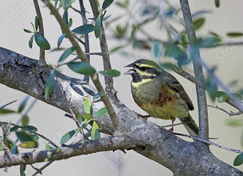 Male Cirl Bunting (Emberiza cirlus) perched in tree singing, Extremadura, Spain, April 2009 photo