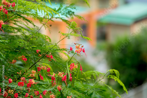 Close-up Flowers in Garden