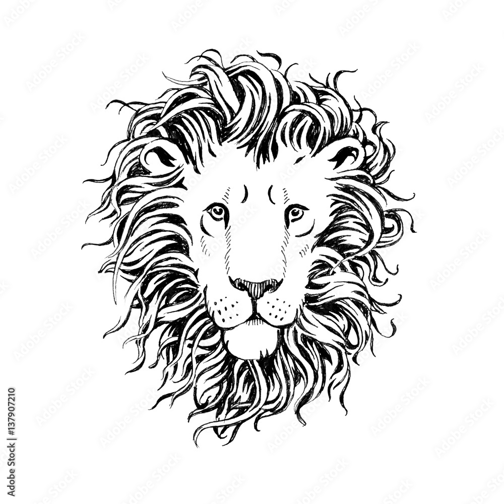 Obraz premium hand drawn lions head isolated on white background