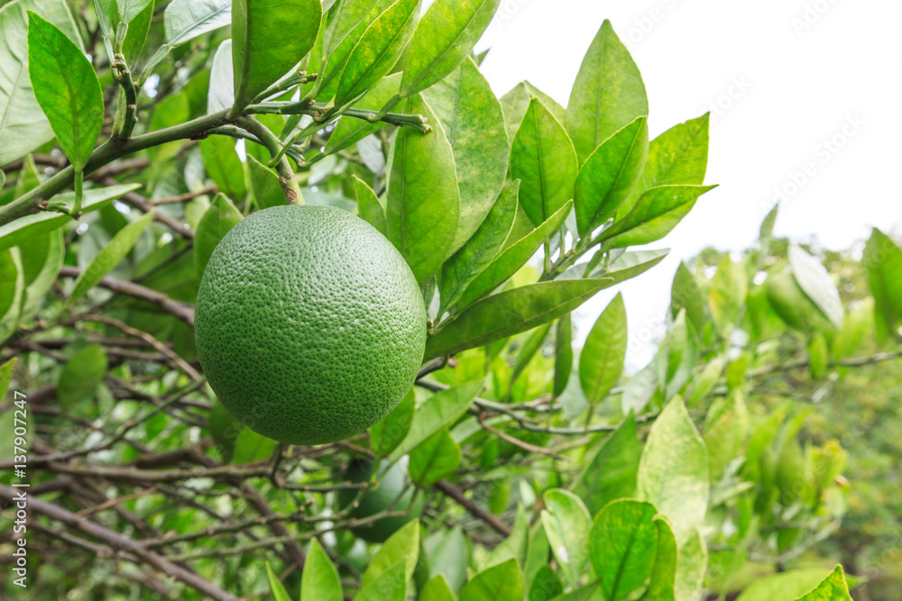 Orange tree Orange tree