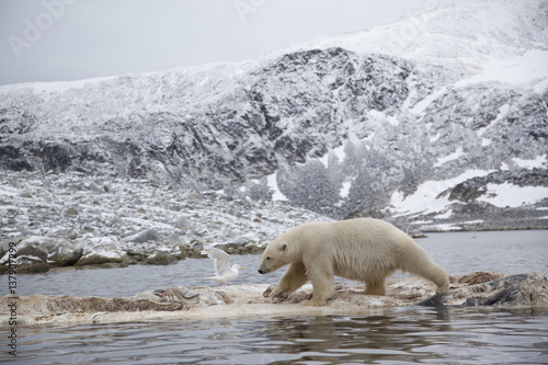 Polar bear (Ursus maritimus) walking on dead whale carcass, Svalbard, Norway, September 2009 photo