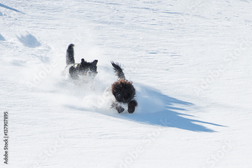Two dogs run and jump in powder snow downhill