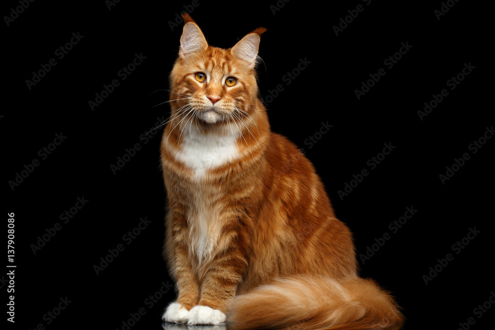Huge Ginger Maine Coon Cat Sitting with Furry Tail and Looks questioningly Isolated on Black Background, front view