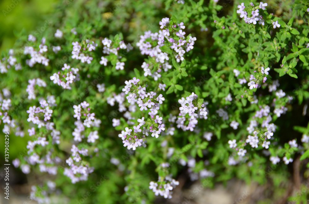 Beautiful thymus flower Beautiful thymus flower