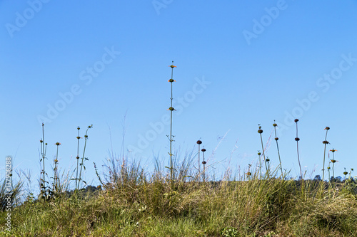 Tall Plant Stems and Green Grass Against Blue Sky