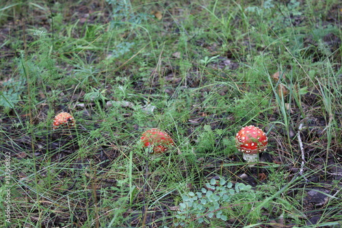 Few amanita mushrooms in forest glade 20046