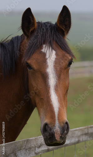 photo portrait of a chestnut pony