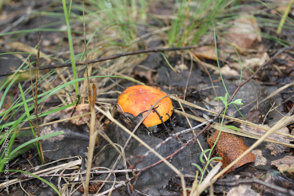 Russula emetica as the sickener, or vomiting russula mushroom 20098 Russula emetica as the sickener, or vomiting russula mushroom 20098