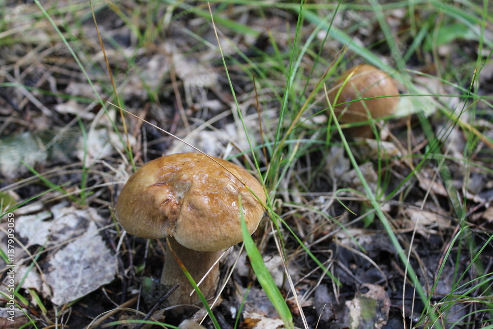 Two porcini mushrooms in a summer forest 20102 Two porcini mushrooms in a summer forest 20102
