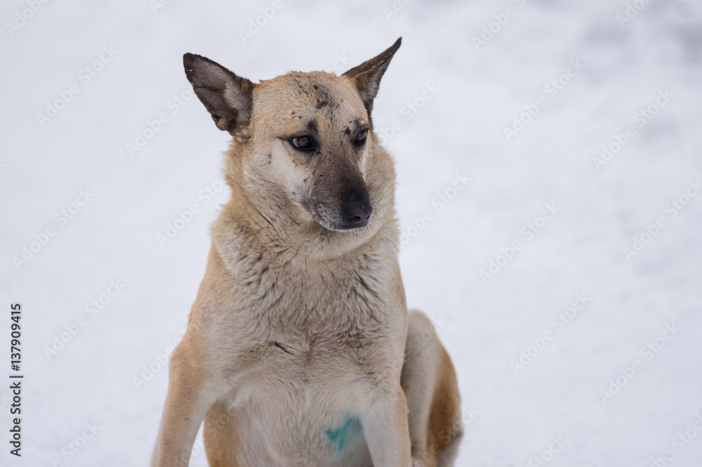 Winter portrait of cute mixed breed stray dog with scars on the snout received in street dog fights