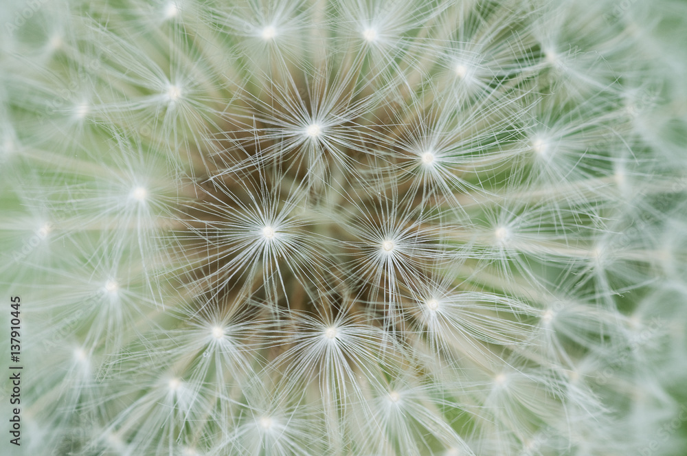 Close-up of a Mountain hawkbit (Leontodon montanus) seed head, Liechtenstein, June 2009 WWE BOOK. WWE INDOOR EXHIBITION Close-up of a Mountain hawkbit (Leontodon montanus) seed head, Liechtenstein, June 2009 WWE BOOK. WWE INDOOR EXHIBITION
