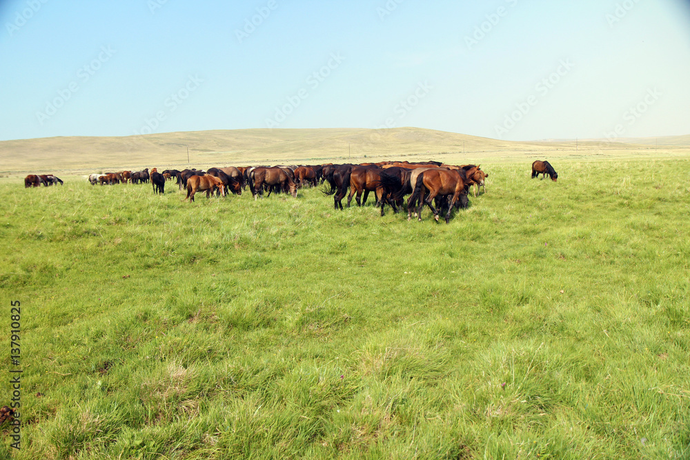Herd of horses in Mongolia. Herd of horses in Mongolia.