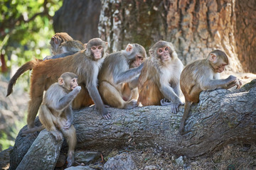 Fotobehang Aap Apenfamilie bij klooster in Nepal  © vladimirzhoga