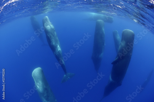 Sperm whales (Physeter macrocephalus) resting, Pico, Azores, Portugal, June 2009. BOOK & WWE OUTDOOR EXHIBITION.