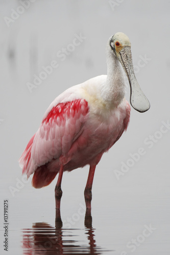 Roseate spoonbill (Platalea ajaja) standing in shallow water, Merritt Island NWR, Florida, USA