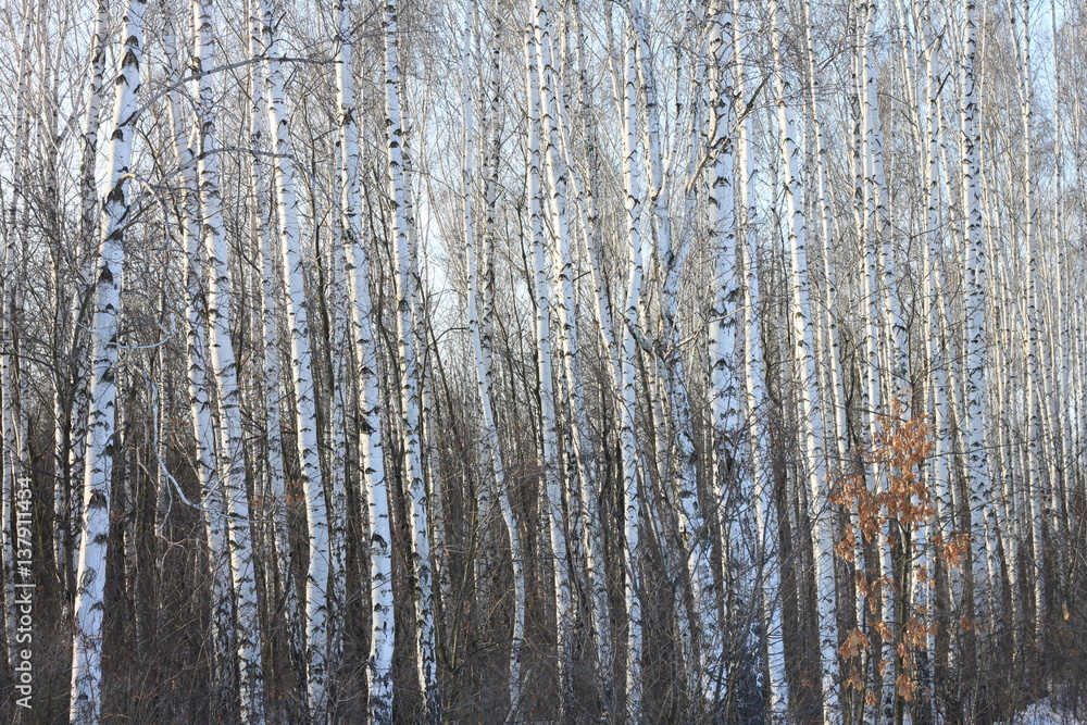 Birch trees in bright sunshine / trunks of birch trees in birch-wood Birch trees in bright sunshine / trunks of birch trees in birch-wood