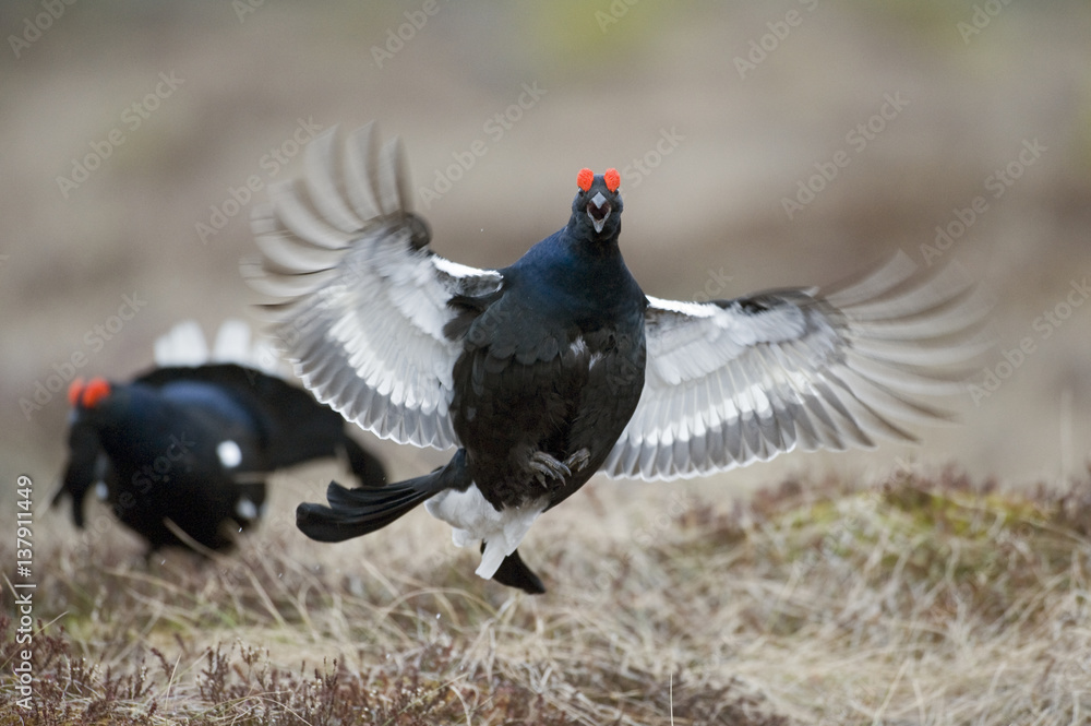 Black grouse (Tetrao tertrix) male displaying at lek, Bergslagen, Sweden, April 2009. BOOK & WWE OUTDOOR EXHIBITION. Black grouse (Tetrao tertrix) male displaying at lek, Bergslagen, Sweden, April 2009. BOOK & WWE OUTDOOR EXHIBITION.