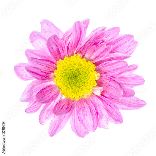 Pink flower isolated on white background