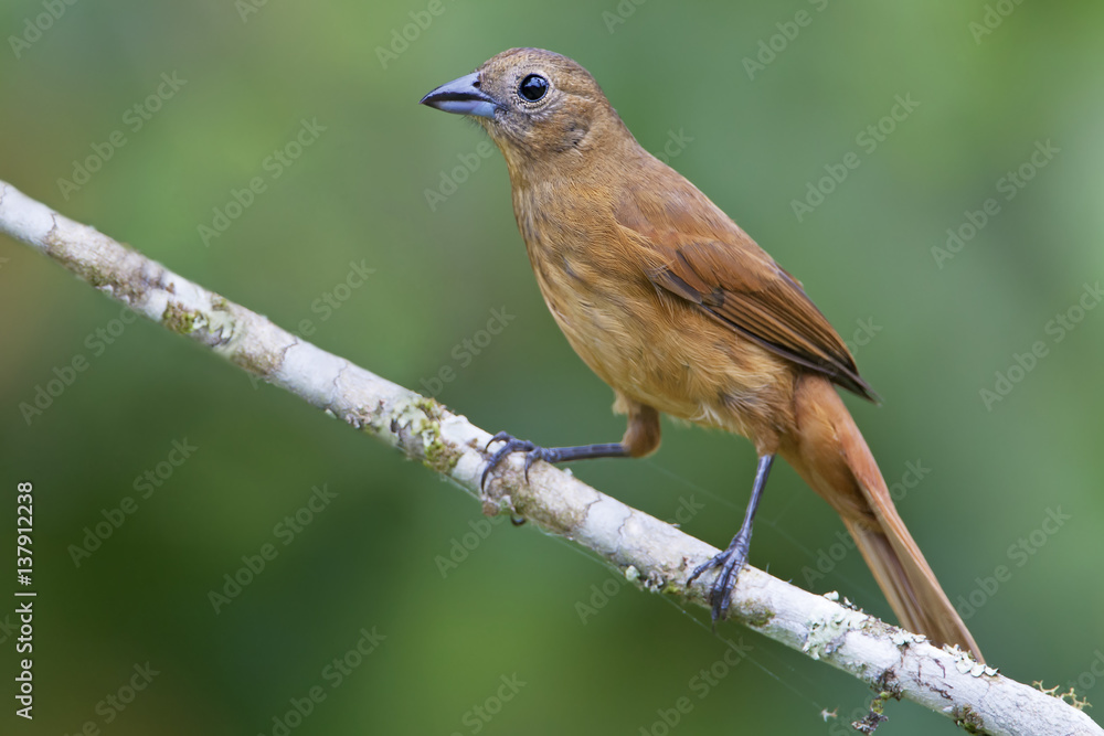 Fototapeta premium Ruby-crowned tanager (Tachyphonus coronatus) female on branch in garden, Itanhaem, Brazil