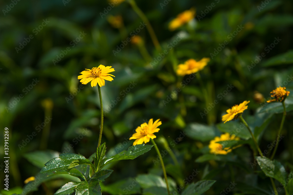Obraz premium Close-up Little Flowers