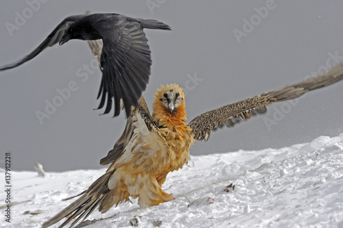 Lammergeier / Bearded vulture (Gypaetus barbatos) with wings stretched out and Carrion crow (Corvus corone corone) in flight, Cebollar, Torla, Aragon, Spain, November 2008 photo