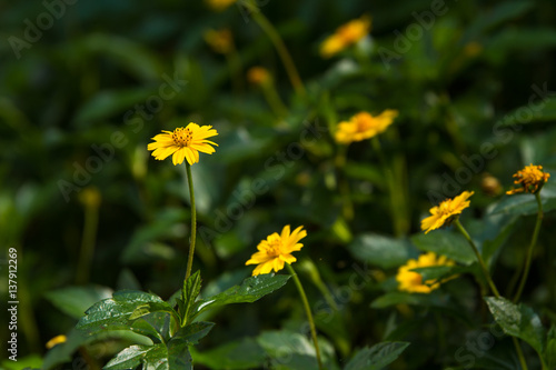 Close-up Little Flowers