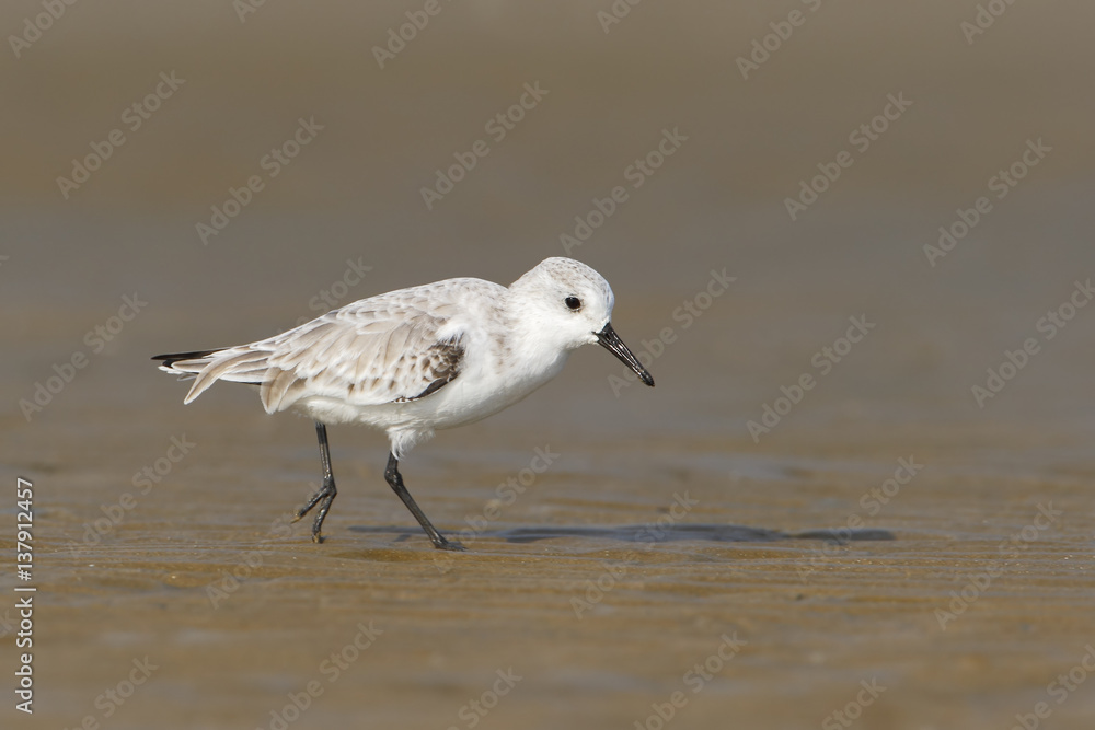 Sanderling (Calidris alba) walking on beach, Bolivar Peninsula, Texas, USA Sanderling (Calidris alba) walking on beach, Bolivar Peninsula, Texas, USA