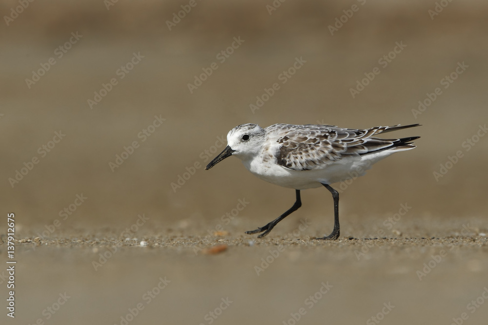 Obraz premium Sanderling (Calidris alba) walking on beach, Bolivar Peninsula, Texas, USA