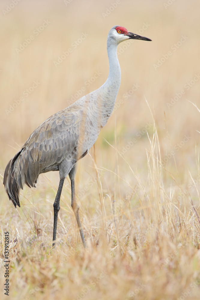 Obraz premium Sandhill Crane (Grus canadensis) standing in grassland, Kissimmee, Florida, USA