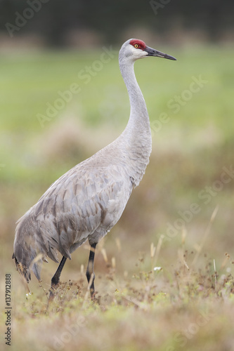 Sandhill Crane (Grus canadensis) standing in grassland, Kissimmee, Florida, USA