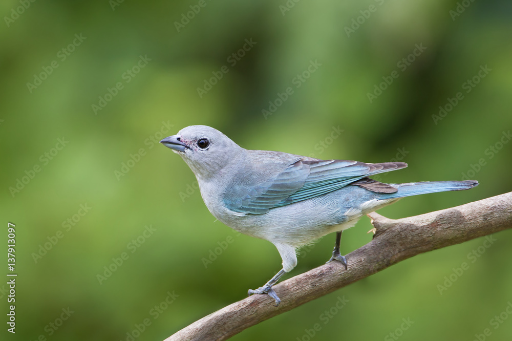 Sayaca Tanager (Thraupis sayaca) on branch in garden, Itanhaem, Brazil Sayaca Tanager (Thraupis sayaca) on branch in garden, Itanhaem, Brazil