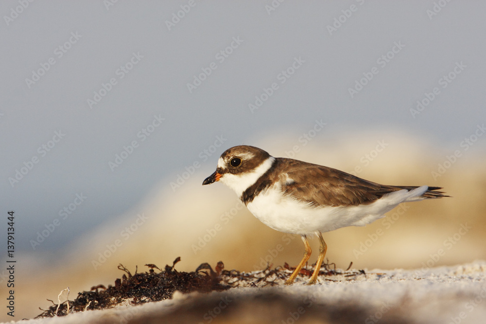 Fototapeta premium Semipalmated plover (Charadrius semipalmatus) on the beach, Curry Hammock State Park, Florida, USA