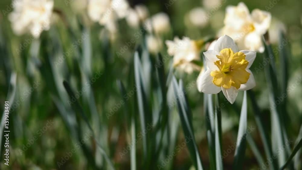 Bloom of narcissus in the garden in evening light. Place for your text. Bloom of narcissus in the garden in evening light. Place for your text.