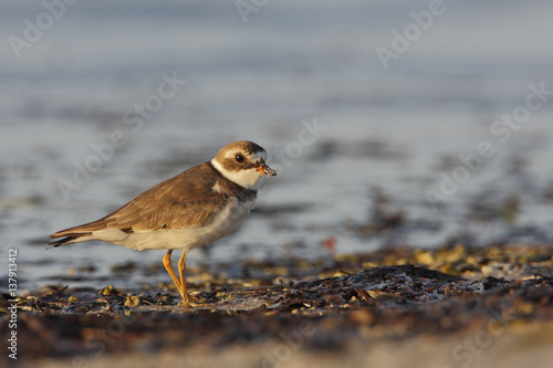 Semipalmated plover (Charadrius semipalmatus) on the beach, Curry Hammock State Park, Florida, USA © Wilfred